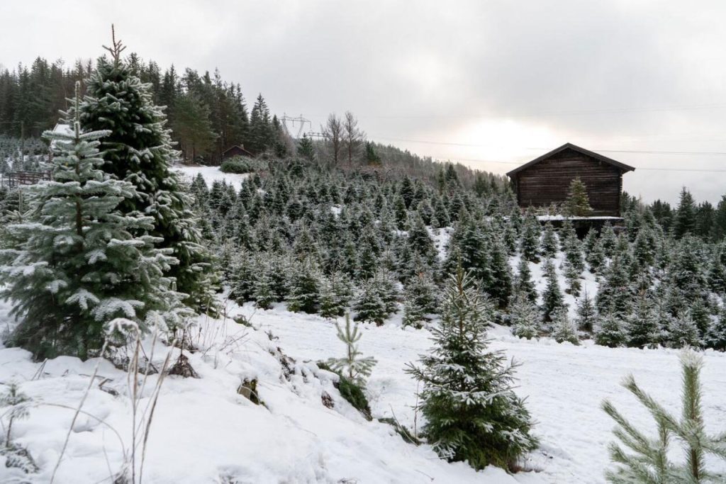 Kortreist juletre på hytta?