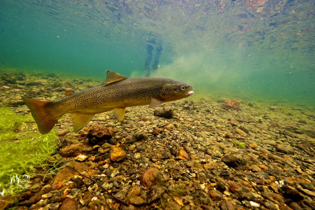 Fiske og fiskekort i Veåstjern!